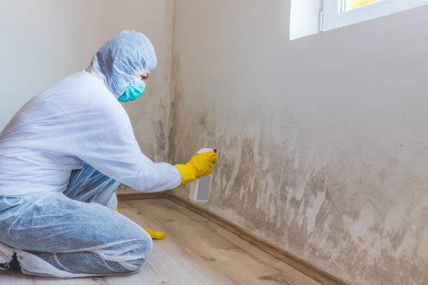 Licensed Mold Remediation service in Ridgefield Park, NJ - Car Mold Remediation